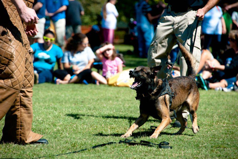 Barking with Decoy and Sleeve